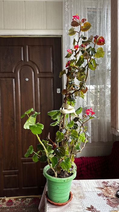 Вазон герані (калачик)