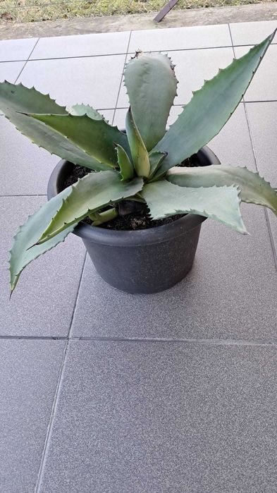 Agawa kwiat doniczkowy