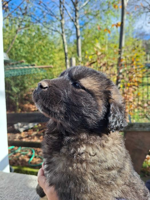 Cachorro Serra da Estrela com LOP