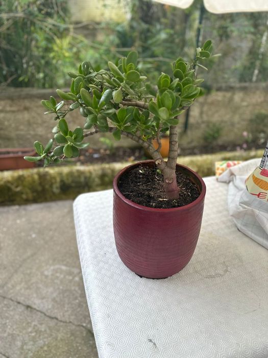 Planta de   jade