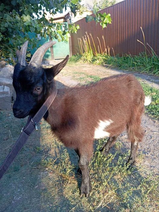 Козлята  недорого (есть зааненские)