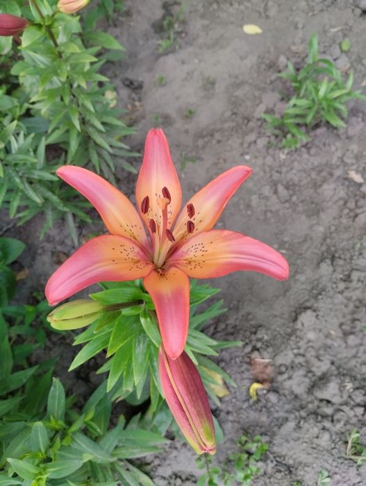 Лілія сорту Royal Sunset