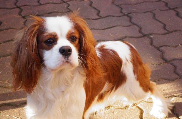 Cavalier King Charles spaniel