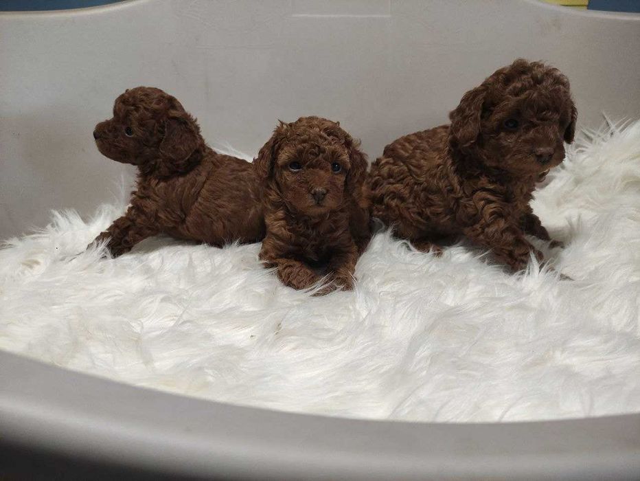 КСУ FCI пудель куражний хлопчик міні