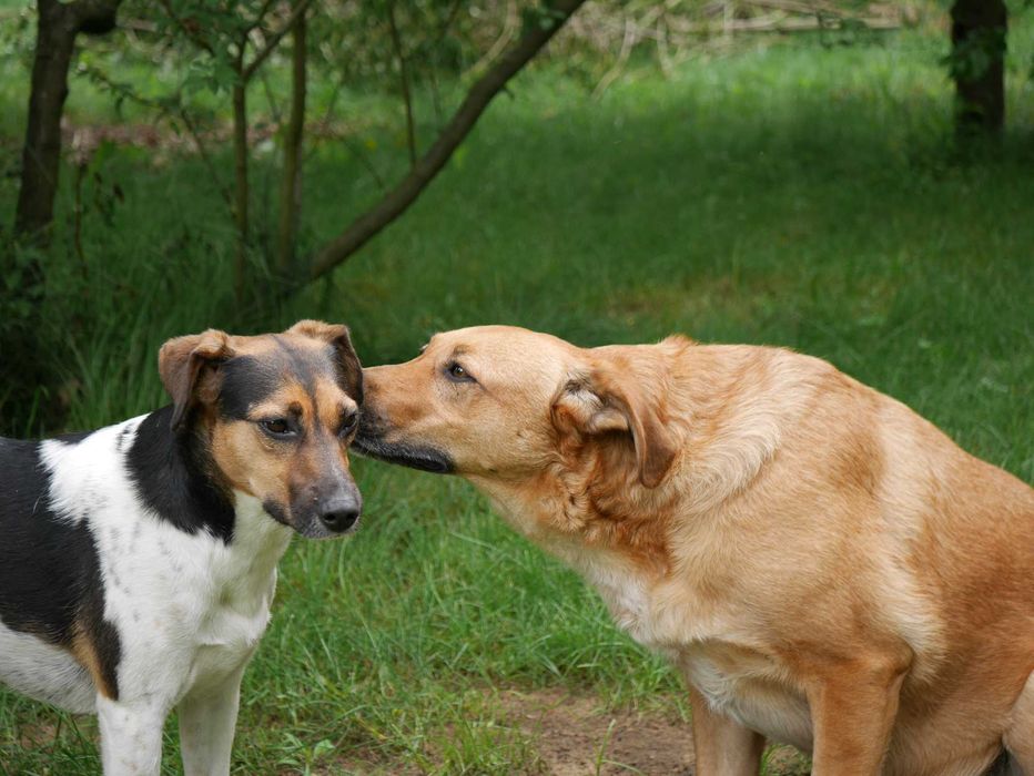 Rewelacyjny Pluto czeka na dom.