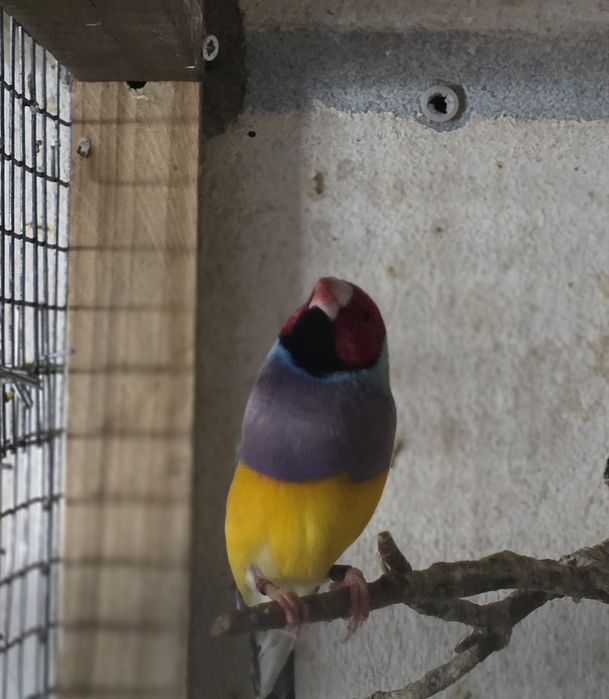 Diamantes de gould