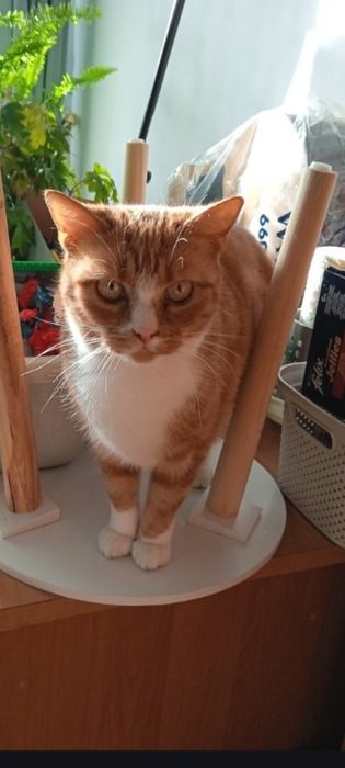 Kotka Wysterylizowana Spokojna Domatorka