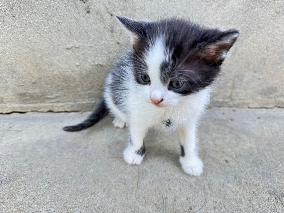 Віддам кошеня в хороші руки