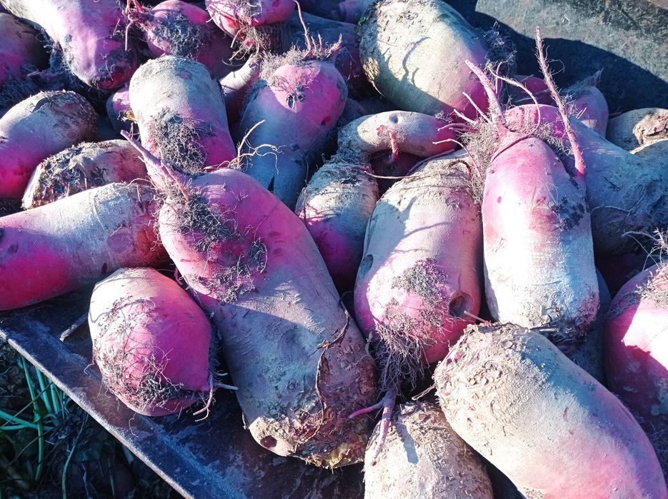 Buraki pastewne czerwone ekologiczne
