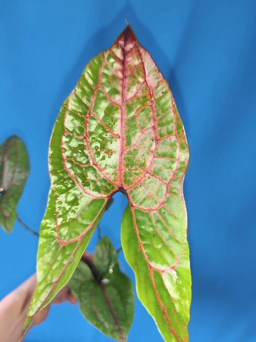 Циртосперма Jhonsonii