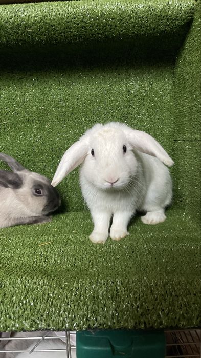 В продаже отличный самец «баранчик»