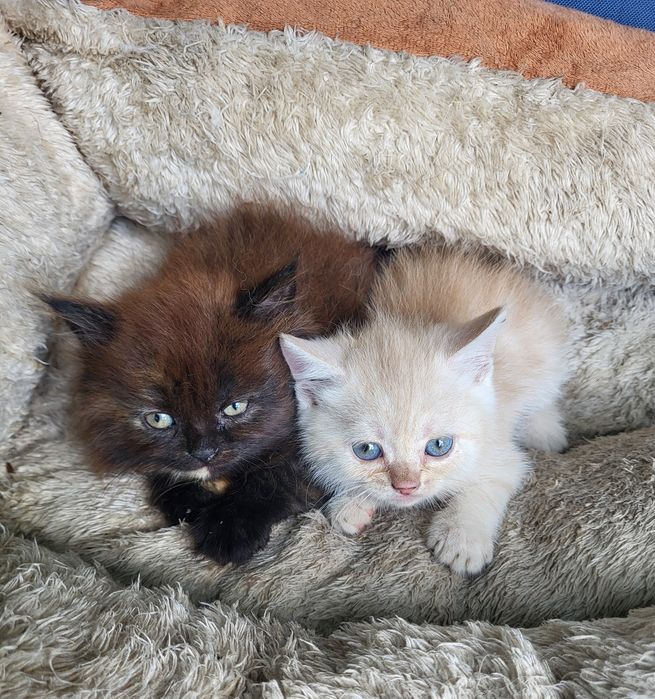 Британские котята