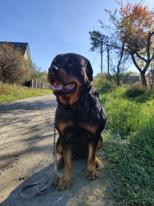 В'язка Ротвейлер