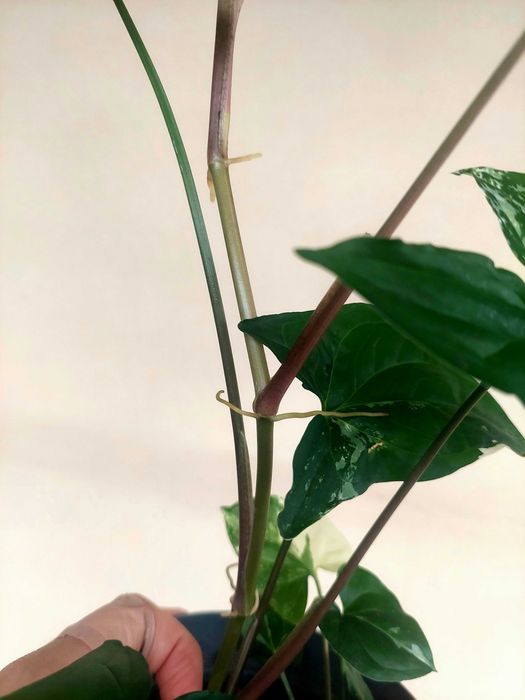 Planta Syngonium albo variegatum