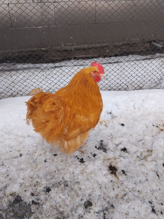 Декоративні кури