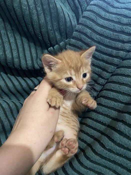 Котята ждут доброго друга