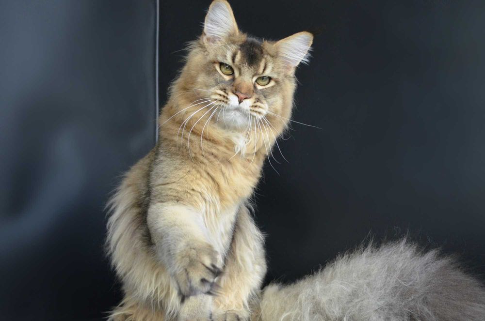 Мальчик Romeo .Мейн кун.
