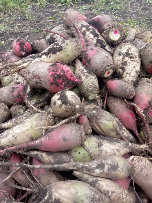 Продам Кормовий буряк