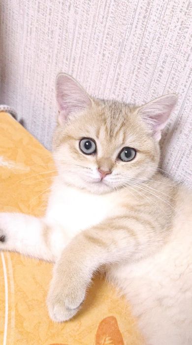 Золотая шиншилла чистокровная шотландская девочка
