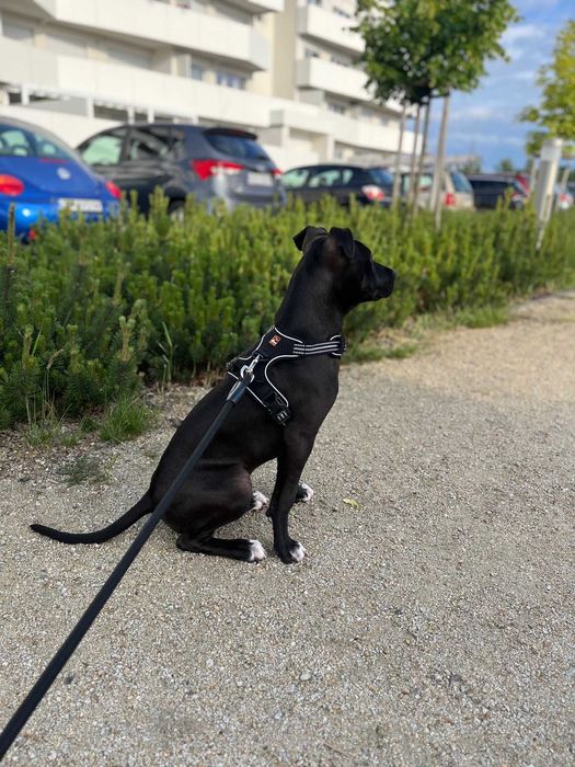 Szelki guard Dogs Creek rozmiar M 56-69 cm model Pathfinder max 25 kg