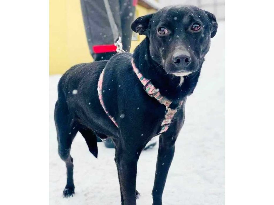 Przyjazny, ŁAGODNY, średni (13kg) pies