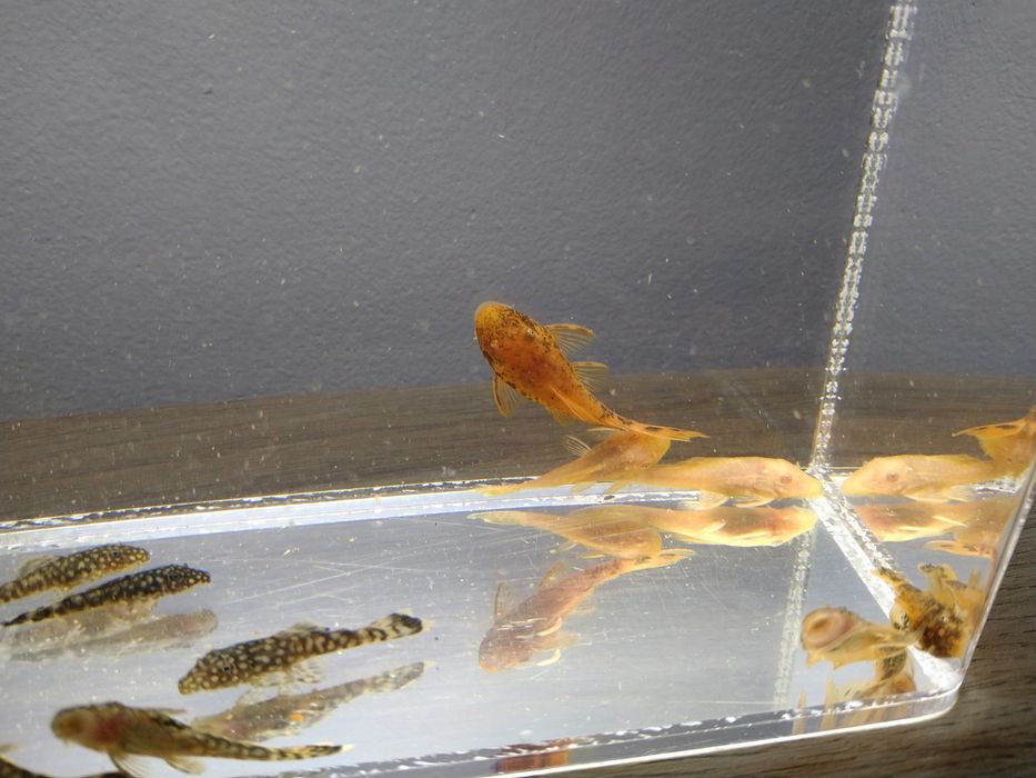 Молінезія жовта і мечоносці