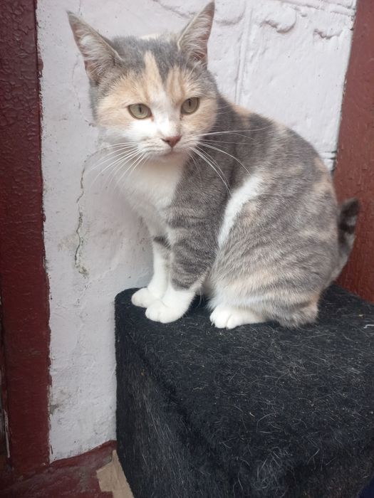 Триколорка проситься в сім'ю