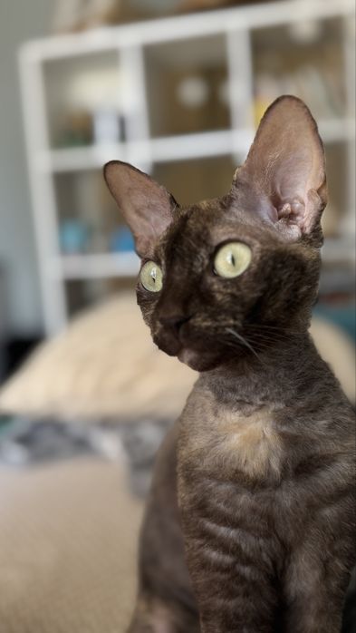 Девонрекс дівчинка шукає хлопця для вязки