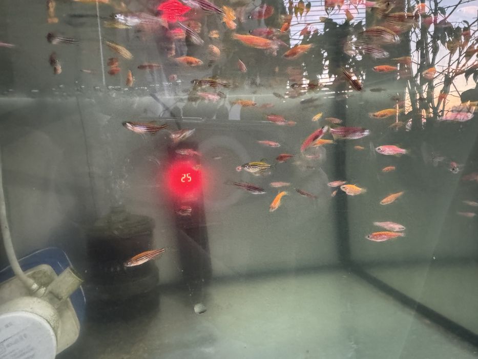 Danio vai decorar seu aquário. Muito bom para iniciantes.