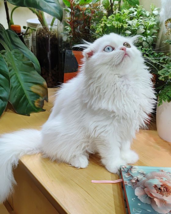 Найгарніший білий хлопчик