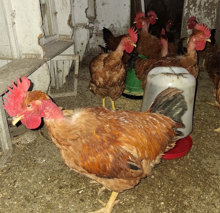 Galos para consumo ou reprodução