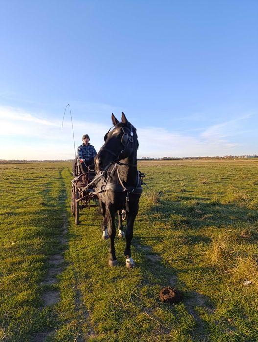 Sprzedam karą klacz