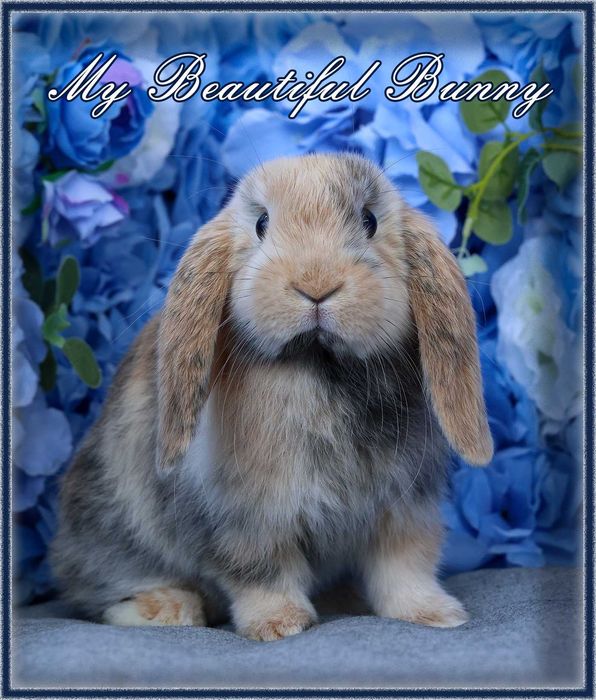 Piękny Królik Mini Lop - Harlequin