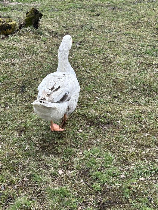 Gąsior roczny biały