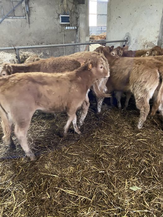 Vitelas e vitelos Limousines