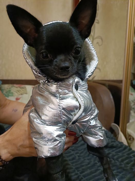 Вязка чихуахуа - Одесса