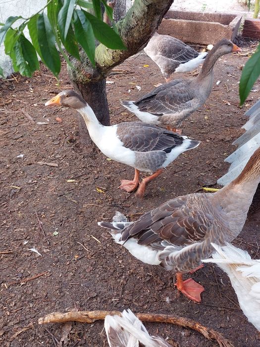 Gansos Novos Adultos