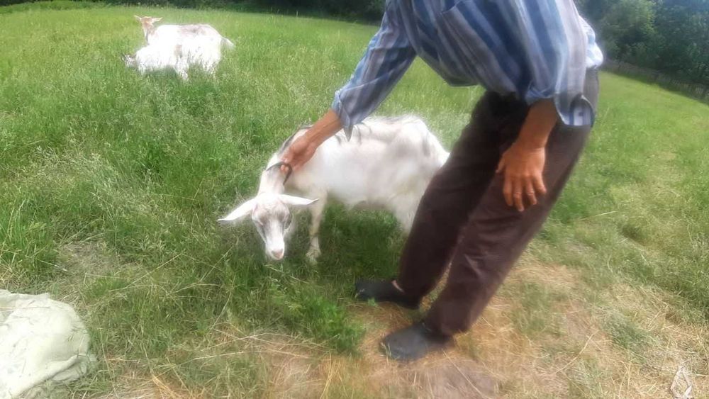 Безрогі дійні кози, смачне без запаху молоко, ручні, люблять діток