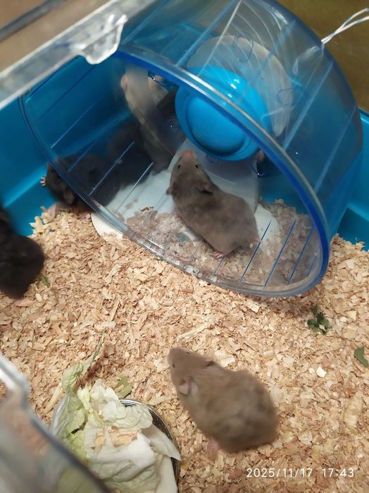 Хомяки ,  Хомяки Джунгарские