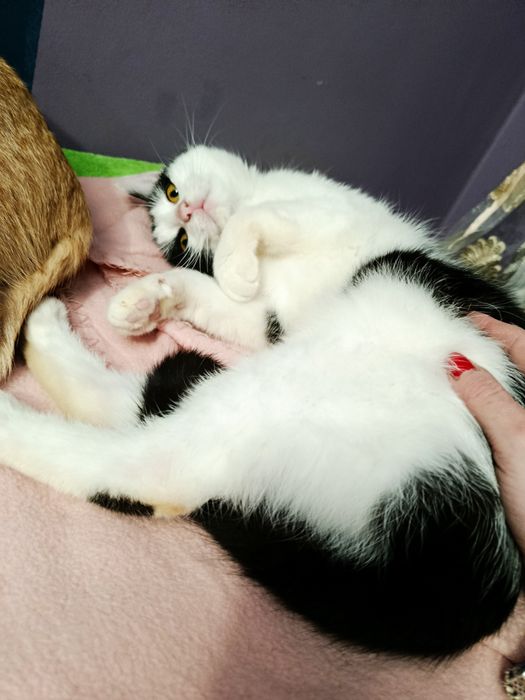 Kot kotka do adopcji
