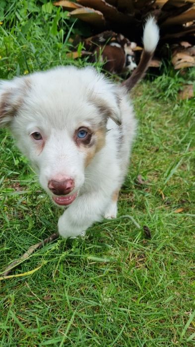 Border Collie suczka red merle