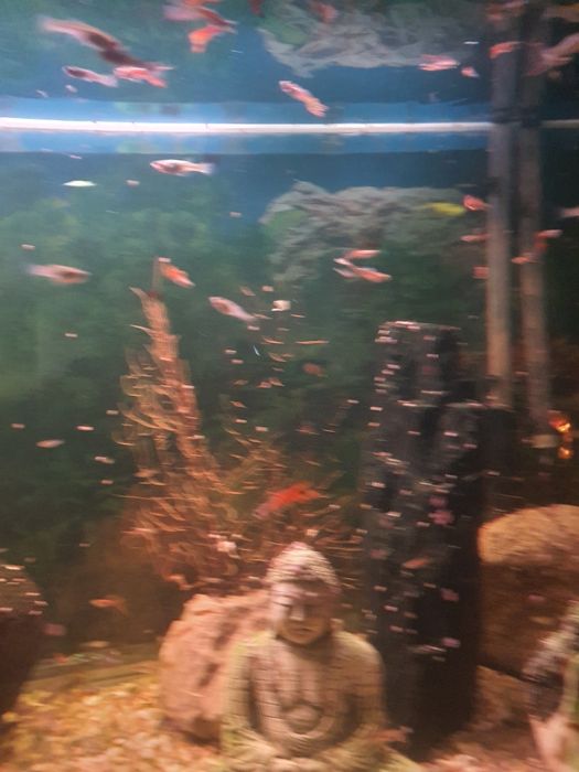 Peixes Guppys diversos