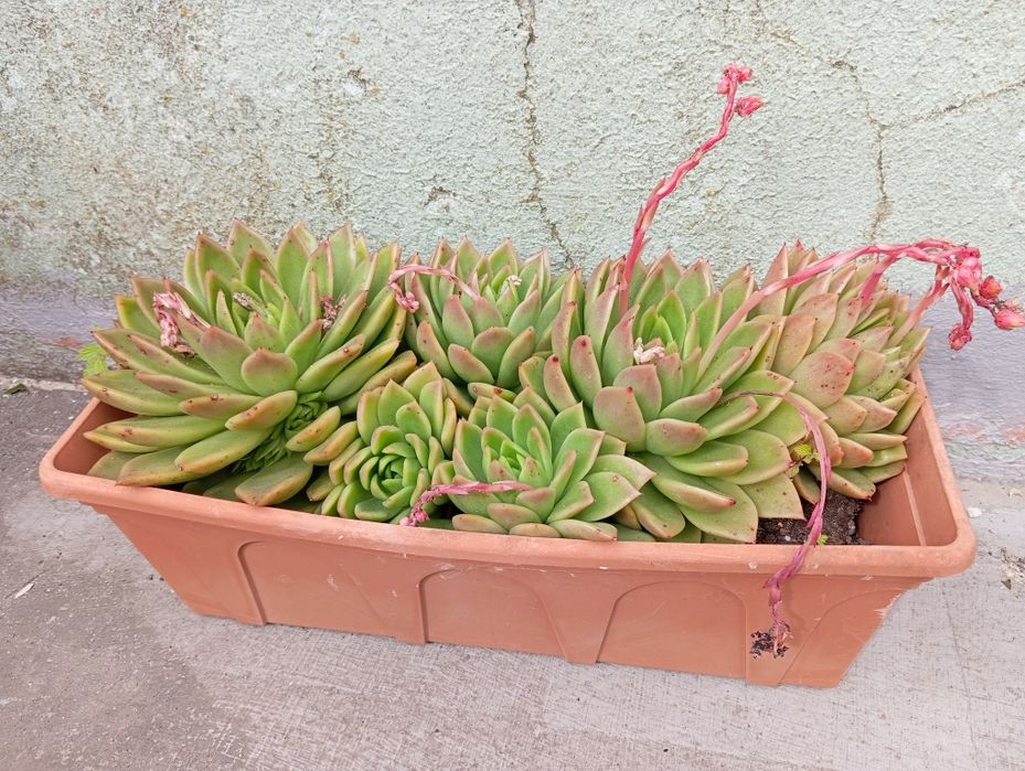 Echeveria Agavoides