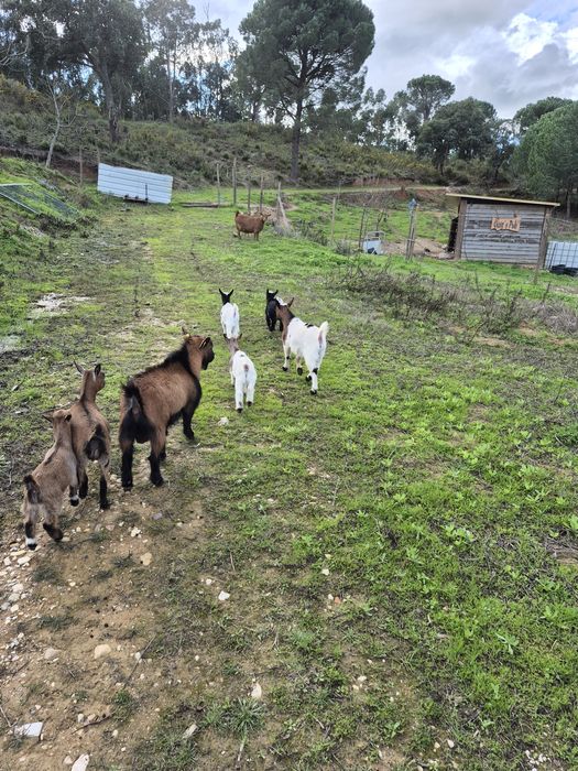 Cabras anã e cabritos s/cornos ideais para crianças e limpar terreno
