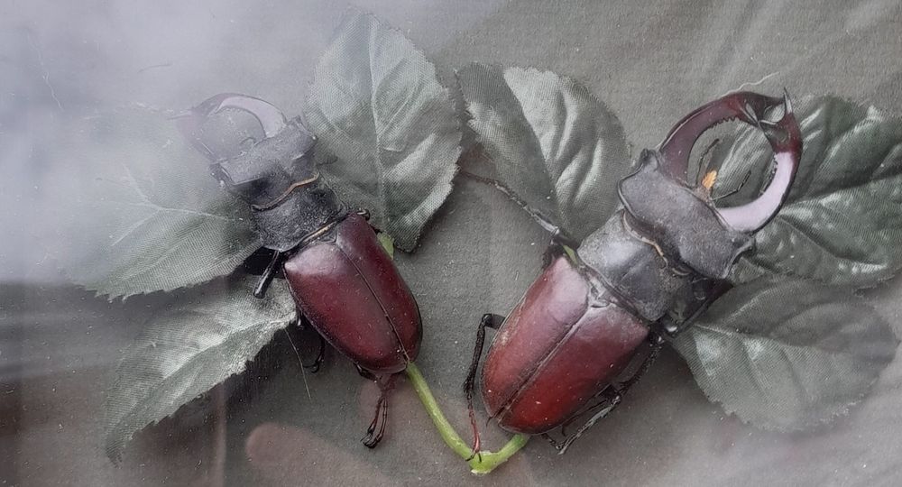 Рамка с изображением жуков-оленя