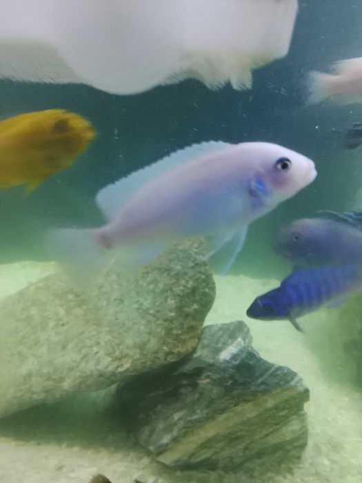 Cicleodos do Malawi