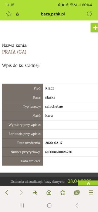 Klacz rasy Śląskiej