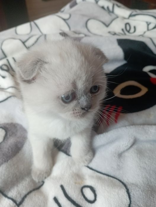Продаємо гарних,ласкавих,віслоухих кошенят