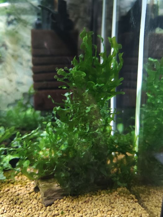 Pelia roślinka niewymagajaca