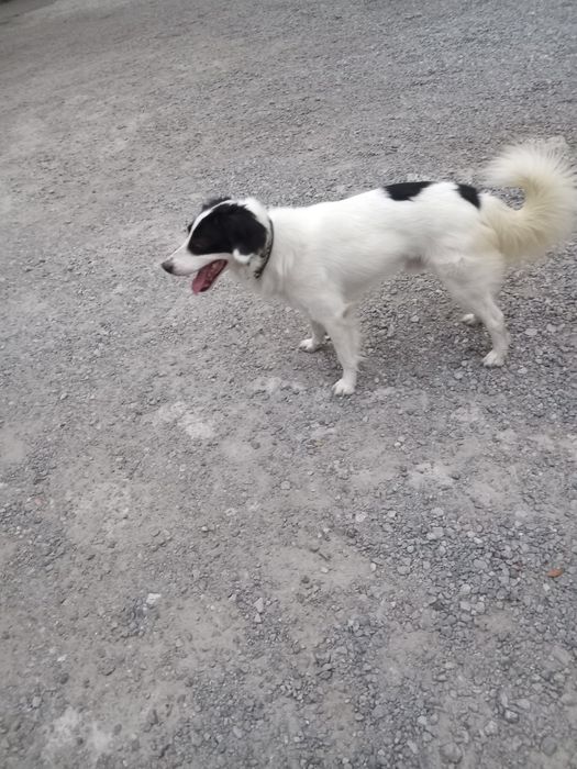 Отдается в  добрые руки